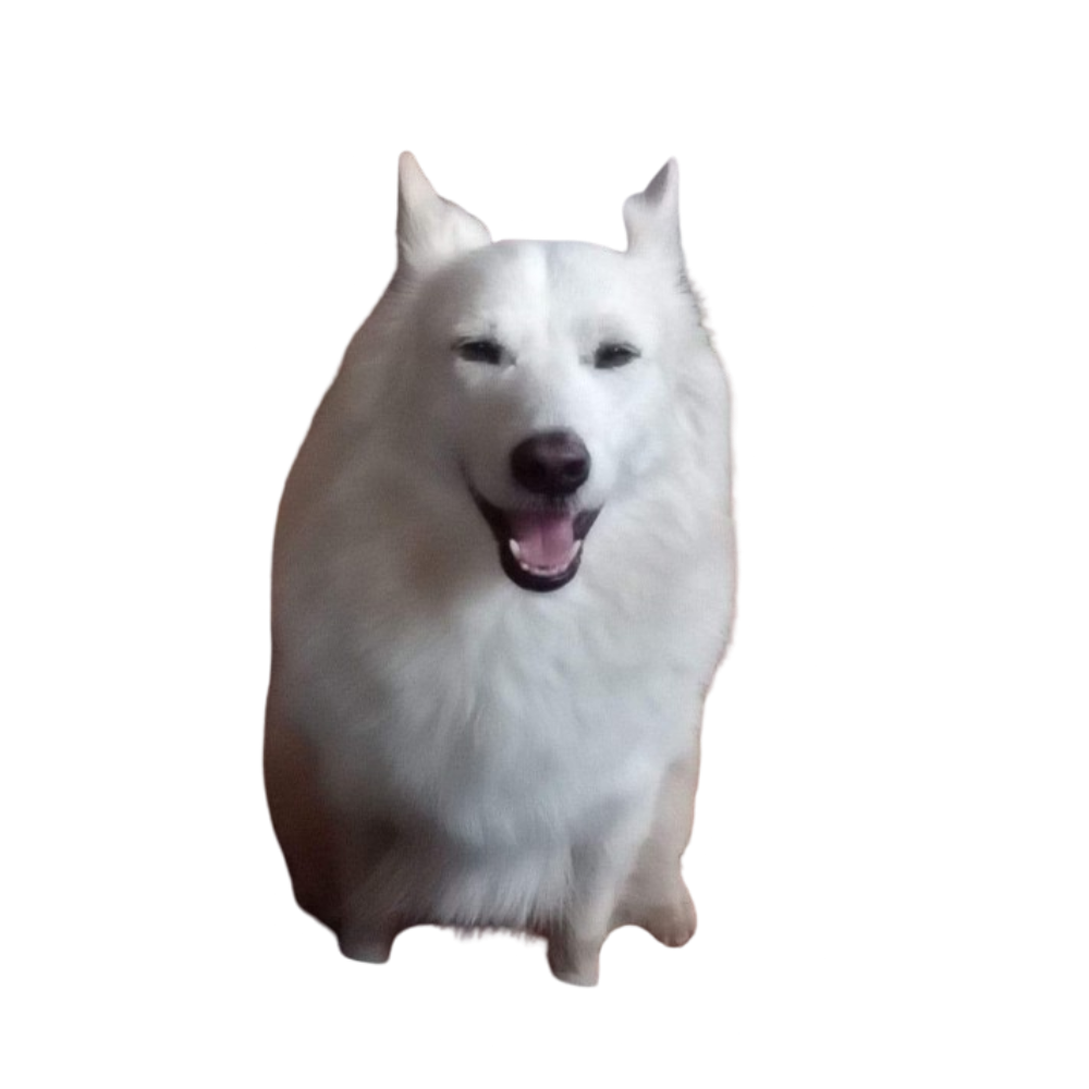 Caesar Dog